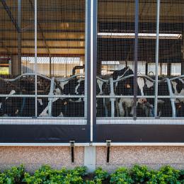 Ventilation des étables à bétail laitier