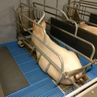 Hygiene Schweine