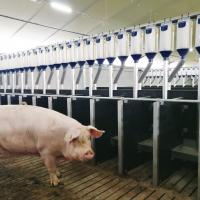 Hygiene Schweine